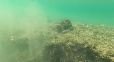 Deniz çayırları büyük zarar gördü