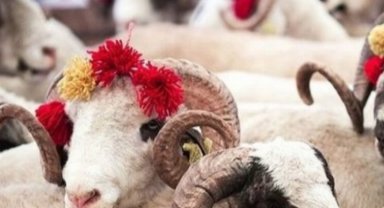 Diyanet'ten kurban hizmetleri tebliği