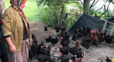 Kocaeli'de yüzde 50 hibeli yumurta tavuğu