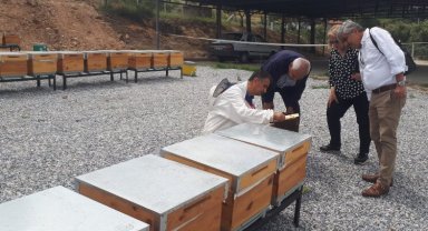 Manisa'da ana arılar teslime hazır