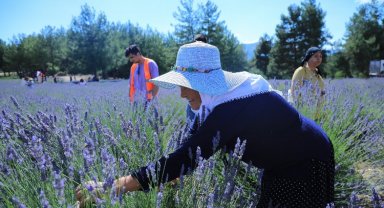 Muğla'da lavanta kokulu hazırlık