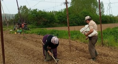 Pazaryeri Boncuk Fasulyesi tohumları toprakla buluştu