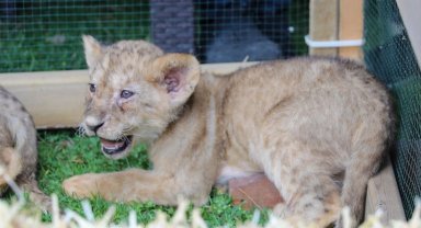 Sudan hediyesi aslanların dördüzleri oldu!