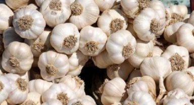 Babaeski Sarımsağı'na coğrafi işaret