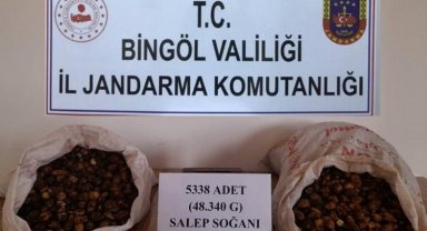 Bingöl'de salep soğanı toplayanlara 1 milyon 221 bin lira ceza kesildi