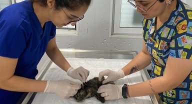 Bodrum'da yaralanan yavru kedi için seferber olundu