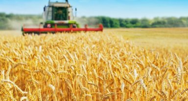 Buğdayda verim artışı bekleniyor