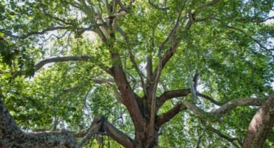 Bursa Osmangazi 'Kurumsal Sera Gazı Envanteri' hazırlandı