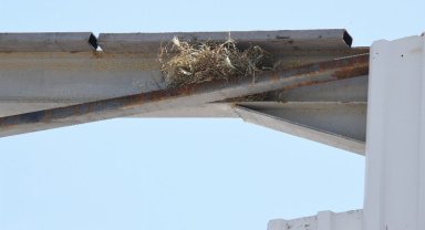 Bursa Osmangazi'de kaçak yapı yıkımın kuş yuvası durdurdu