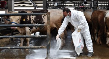 Bursa Osmangazi'de kurban pazarlarında sinekle mücadele