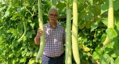 Bursalı inşaat mühendisi Ata tohumundan mucizevi bitkiler üretiyor