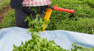 Çaylar 'yuva' olacak