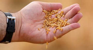 Gaziantep en iyi buğday çeşidini araştırıyor