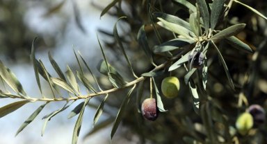 Gemlik Zeytini'ne AB tescili!