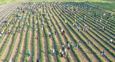 İzmit Çilek Köyü'nde muhteşem hasat