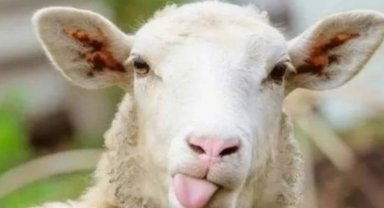 Kayseri Talas Belediyesi'nden kurban alanlarına servis