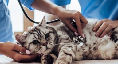 Kediler için sağlık kontrolleri şart!