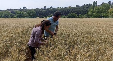 Keşan'da bozkurt zararlısı ile mücadele başladı