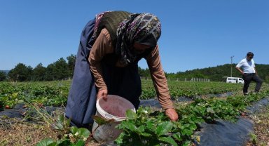 Küresel iklim değişikliği Bursa'da da tarımı vurdu!