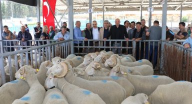 Manisa'da sürüleri iyileştirecek proje... Koçlar Büyükşehir'den