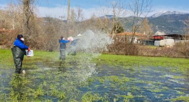 Muğla'da yağış sonrası vektörle mücadele sürüyor