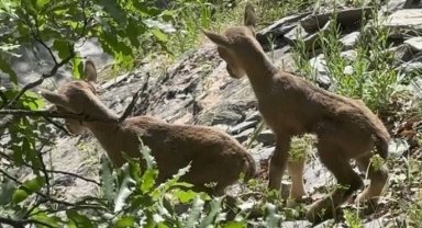 Öksüz kalan yavru yaban keçilerine 'süt anne' şefkati