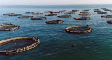 Su ürünleri yetiştiriciliği yüzde 9,1 arttı