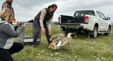 Uçabilen en büyük kuş takın takipte!