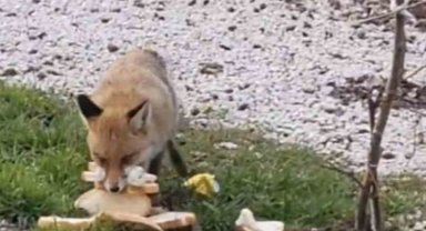 Yolda gördüğü tilkiyi ekmekle besledi