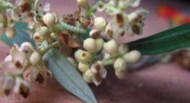 'Zeytin Güvesi Çiçek Nesli' ilaçlaması başladı