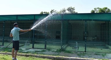 Antalya Muratpaşa'da hayvanlara sulu serinlik