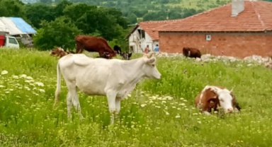 Bilecik'te kaçan düvelerden ikincisi de bulundu