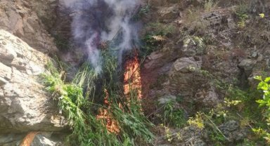 Bingöl'de 3 bine yakın kök yerinde imha edildi!