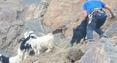 Bingöl'de kayalıklarda mahsur kalan 7 oğlak kurtarıldı