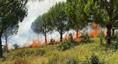 Bursa Karacabey'de ağaçlandırma sahasında yangın!