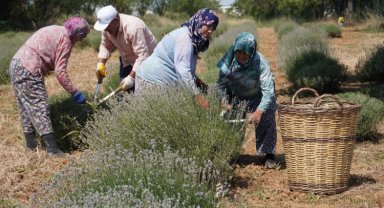 CHP'li Değirmendereli'nin hedefi lavanta ekimini yüzlerce dekara çıkarmak