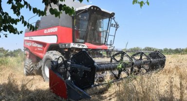 Çiğli Belediyesi'nden ilk buğday hasadı