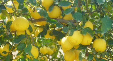 Finike'nin kokulu limonu ve Hicaz Narı, uluslararası listede