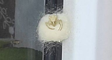 İnsan yüzlü örümcek koruma altında!