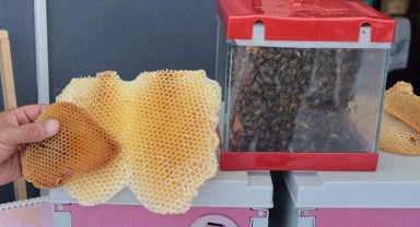 Kocaeli'de bal hasadı şenliği