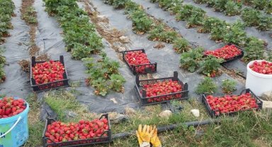 Kocaeli'de üreticilere 118 bin çilek fidesi dağıtıldı