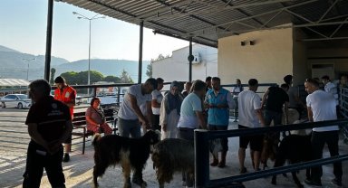 Muğla mezbahaları tam kapasite çalıştı