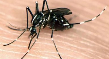 Muğla'da Asya Kaplan Sivrisineğine karşı tedbirler arttırıldı