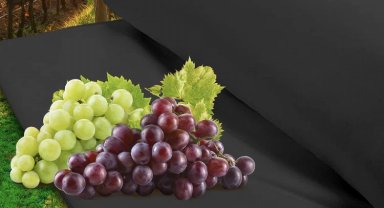 Zeytin ve üzüm üreticilerine Manisa desteği