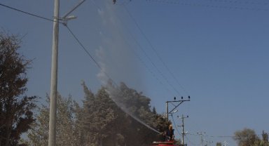 Bandırma'da elektrik hatlarında itfaiye destekli temizlik