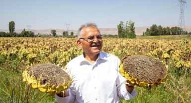 Kayseri Büyükşehir'den ay çekirdeği kurutma sahası