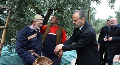Bursa Büyükşehir'den zeytin üreticilerine yaygı desteği