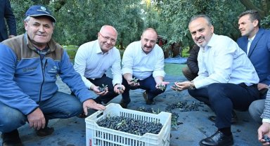 Bursa zeytininde hasat bereketi