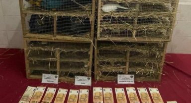 Enez'de kaçak hayvan ticaretine darbe