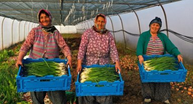 Kocaeli'de yüzde 50 hibeli modern sera desteği